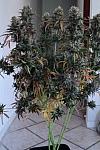 Auto Northern Lights Feminized (Canadian Seeds)