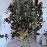Auto Northern Lights Feminized (Canadian Seeds)