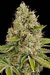 Auto OG Kush Feminized (Canadian Seeds)