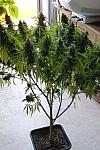 Auto Pakistan Feminized (Canadian Seeds)
