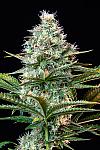 Auto Pineapple Kush Feminized (Canadian Seeds)