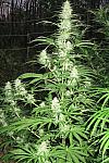 Auto Pineapple Super Express Feminized (Canadian Seeds)