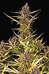 Auto Santa Maria Feminized (Canadian Seeds)