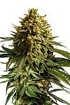 Auto Strawberry Banana Feminized (Canadian Seeds)