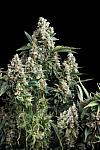 Auto Tutankhamon Feminized (Canadian Seeds)