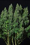 Auto Tyson Feminized (Canadian Seeds)