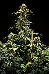 Auto White Kush Feminized (Canadian Seeds)