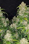 Auto Zkittlez Feminized (Canadian Seeds)