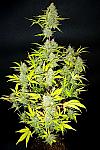 Auto Wedding Cake Feminized (Canadian Seeds)