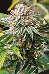 Auto Gold Leaf Feminized (Canadian Seeds)