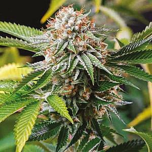 Auto Gold Leaf Feminized (Canadian Seeds)