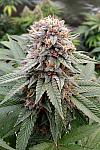 New York 47 Feminized (Canadian Seeds)