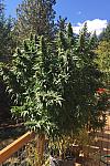 Tyson Feminized (Canadian Seeds)