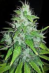 8 Ball Kush Feminised