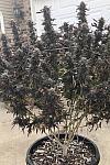 Afghan Kush Feminised