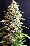 Amnesia Haze Feminised
