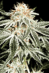 Auto White Widow Feminised (Опт)