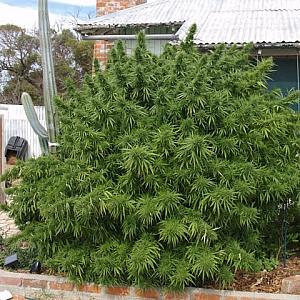 Фото большой куст конопли джордж вашингтон выращивал марихуану в своем саду