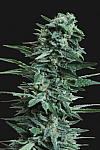 Kuban Killer Feminised (Kalashnikov Seeds)
