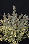 Мaster Kush Feminised