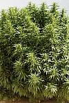 O.G. Kush Feminised