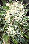 Opium Feminised