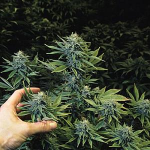 Самые высокоурожайные сорта марихуаны hydra зеркала список