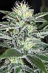 White Widow Feminised