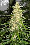 White Widow x Jack Herer Feminised