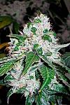 Afghan