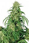 Afghan Kush