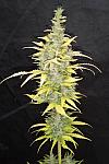 AK-47