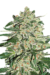 Big Bud