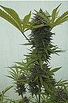 Fast Bud