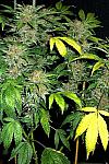 G-13 Haze