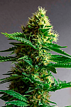 Gorilla Zkittlez