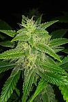Hash Passion
