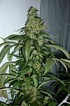 Hashberry