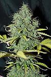Master Kush