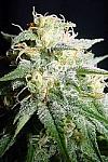 Narkush