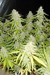 OG Kush