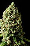 Skunk