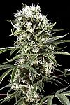White Russian