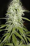 White Widow