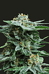AK Kush Eхpress Feminised (Kalashnikov Seeds)