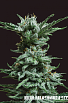 AK Skunk Feminised (Kalashnikov Seeds)