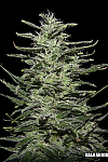 Amnesia Molotov Feminised (Kalashnikov Seeds)
