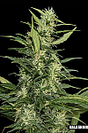 Amur Giant Auto Feminised (Kalashnikov Seeds)