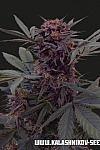 Babushka Black Auto Feminised (Kalashnikov Seeds)