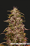 Big Altai Sativa Express Feminised  (Kalashnikov Seeds)